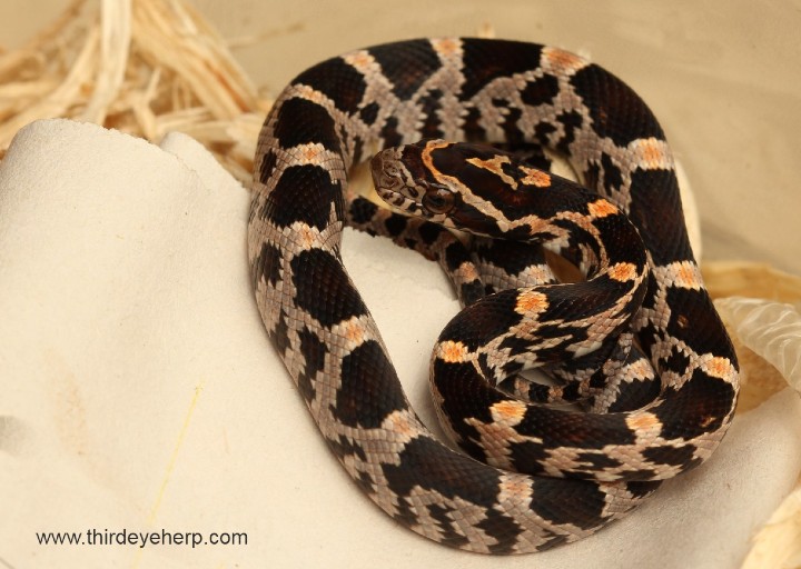 Okeetee Corn Snake